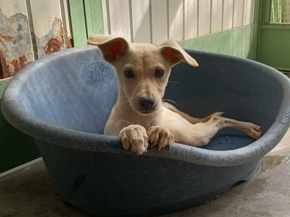 Adozione cane, femmina, Razza sconosciuta Razza sconosciuta, 4 mesi, taglia piccola, Caserta