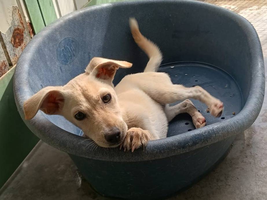 Adotta un cane, femmina, 4 mesi, Caserta