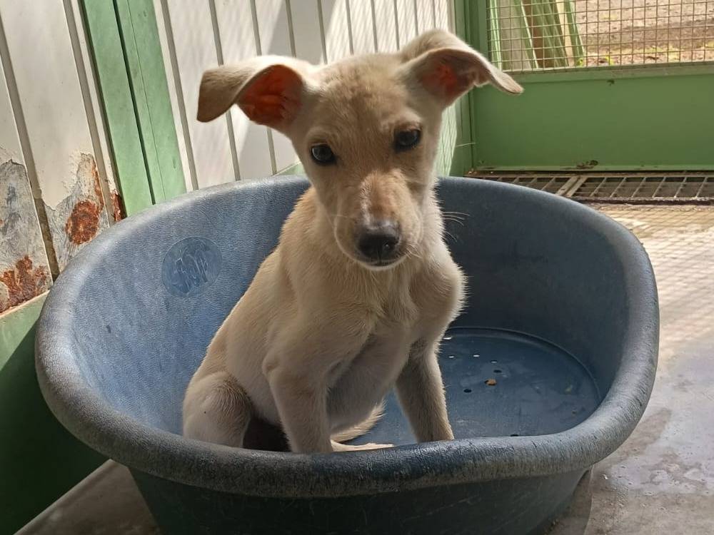 Adotta un cane, taglia piccola, femmina, Caserta
