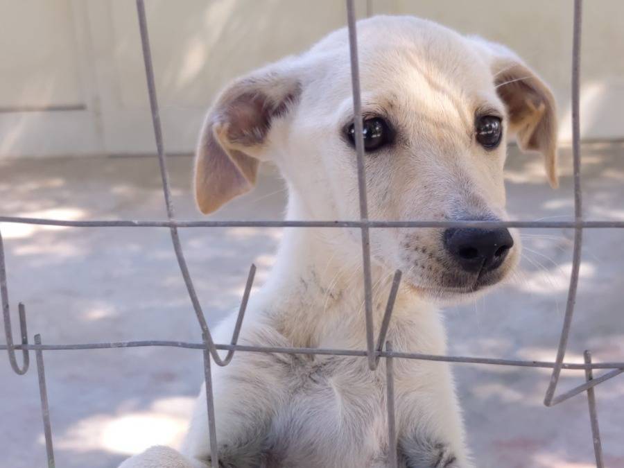 Vuoi adottare un cane a Caserta?