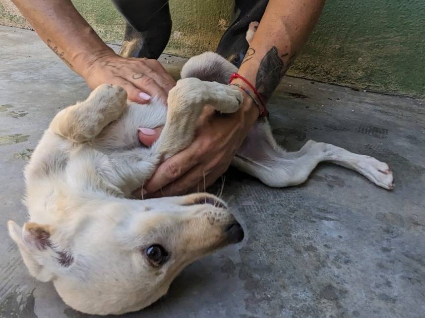 Adotta il cane LUCCIOLA a Caserta