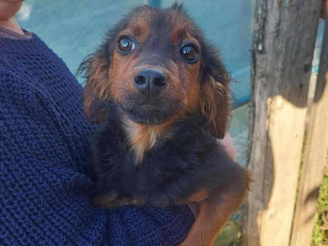 Adozione cane, maschio, Razza sconosciuta Razza sconosciuta, 6 mesi, taglia piccola, Firenze