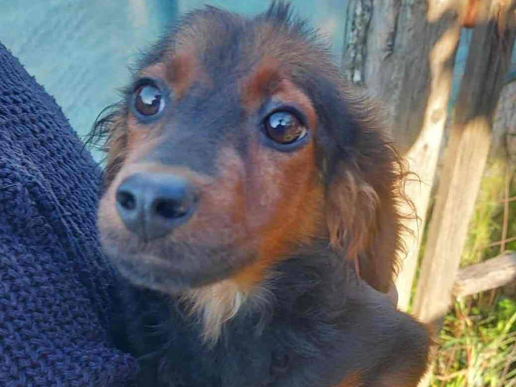 Adotta un cane, maschio, 6 mesi, Firenze