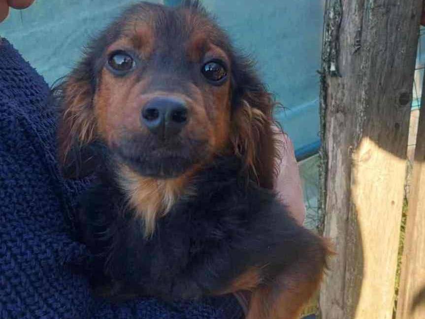 Adotta un cane, taglia piccola, maschio, Firenze