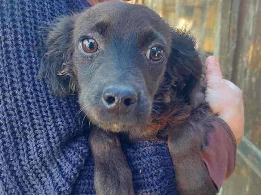 Vuoi adottare un cane a Firenze?