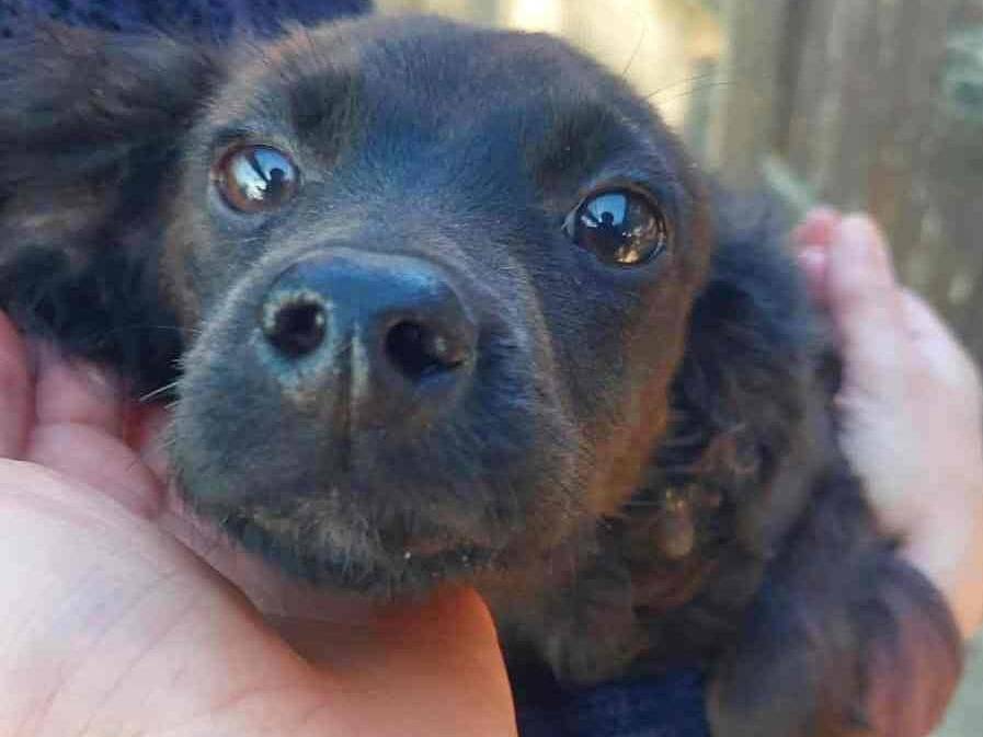 Adotta il cane ALBANO e ROMINA a Firenze