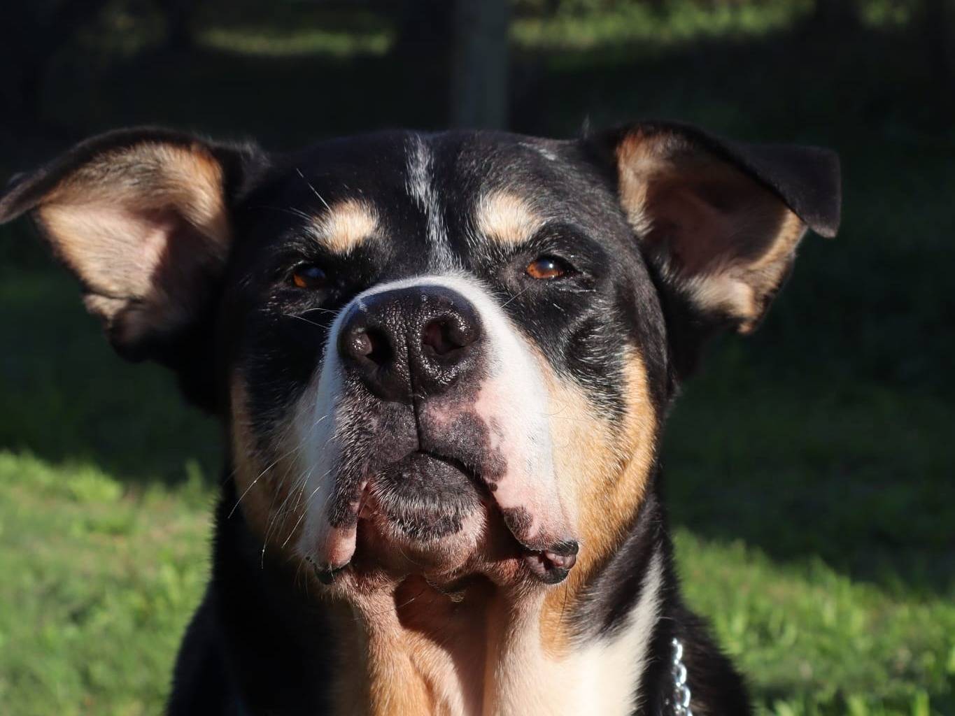 Vuoi adottare un cane a Pisa?