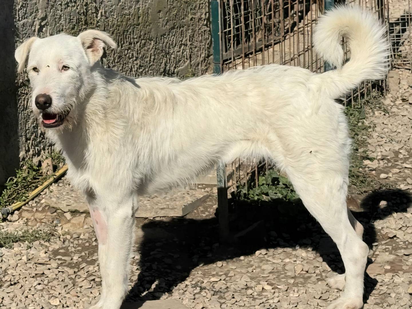 Adozione cane, femmina, Razza sconosciuta Razza sconosciuta, 10 mesi, taglia grande, Teramo