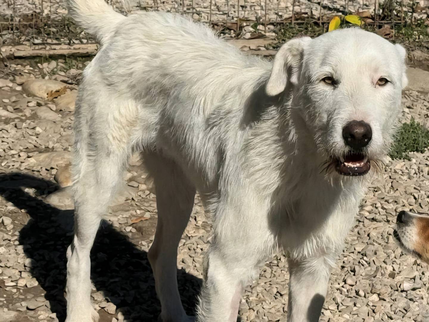Adotta un cane, femmina, 10 mesi, Teramo