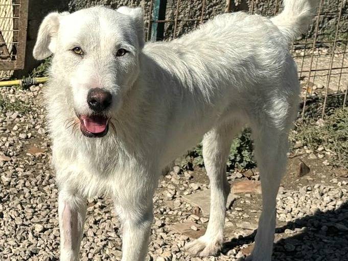 Adotta un cane, taglia grande, femmina, Teramo
