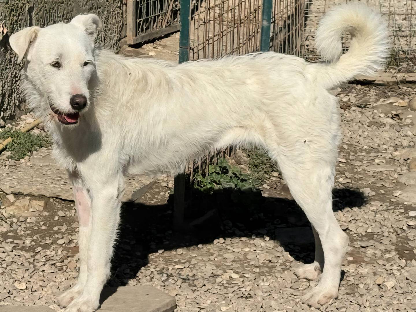 Vuoi adottare un cane a Teramo?