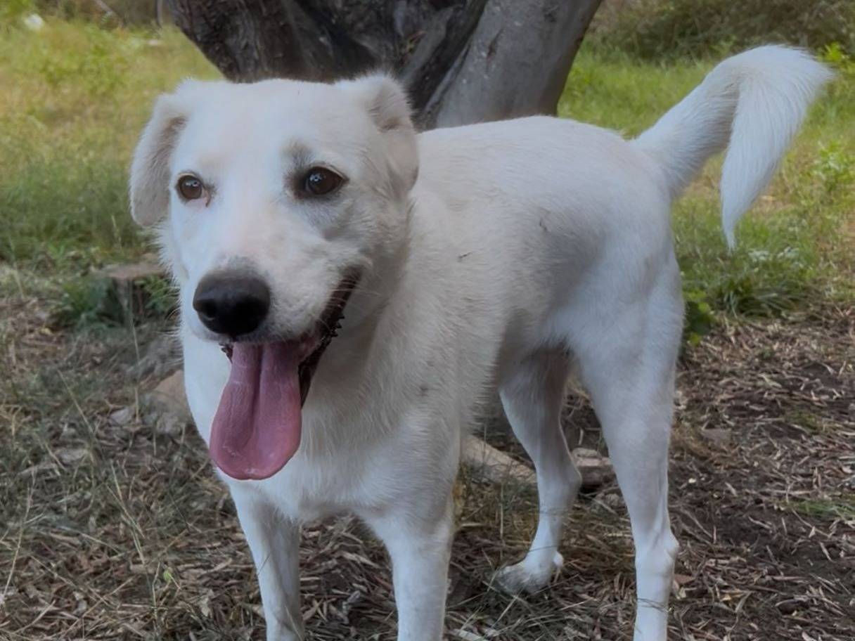 Adozione cane, femmina, Razza sconosciuta Razza sconosciuta, 1 anno e 10 mesi, taglia media, Crotone