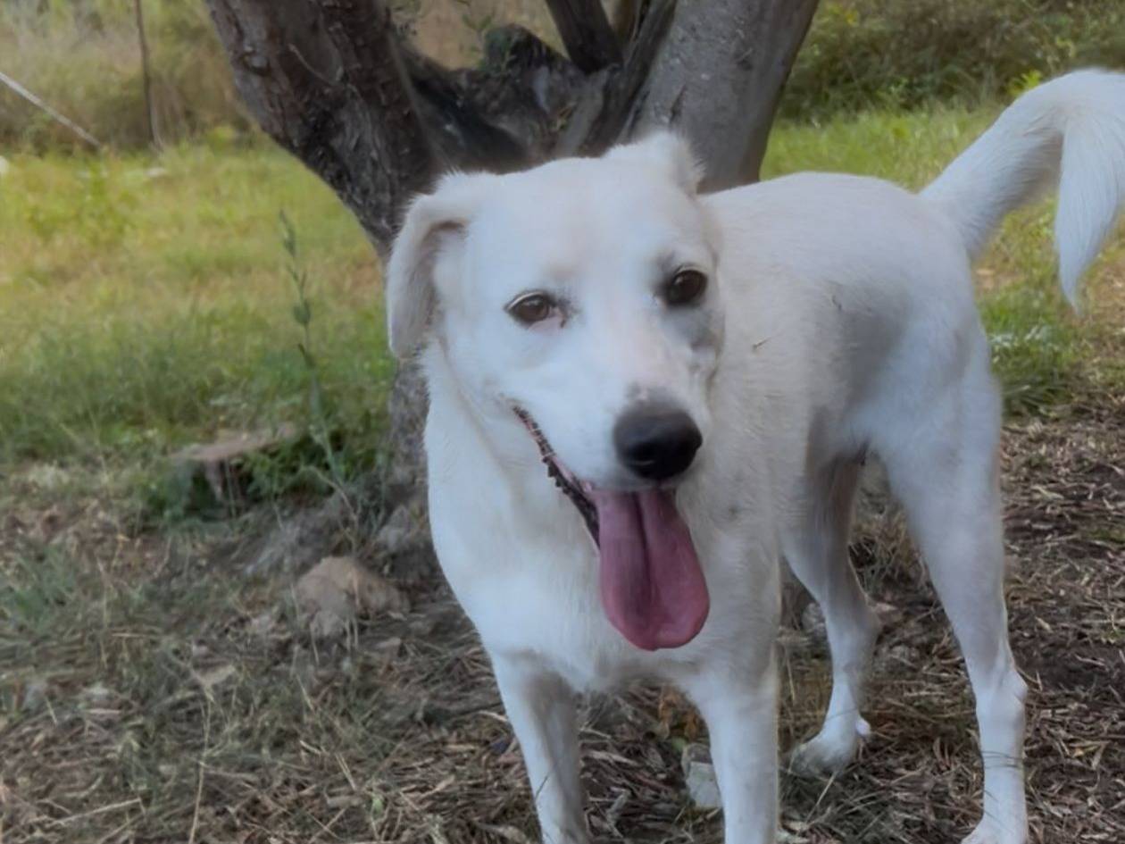 Adotta un cane, femmina, 1 anno e 10 mesi, Crotone