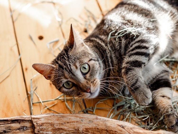 Adotta un gatto, femmina, 2 anni e 5 mesi, Bari