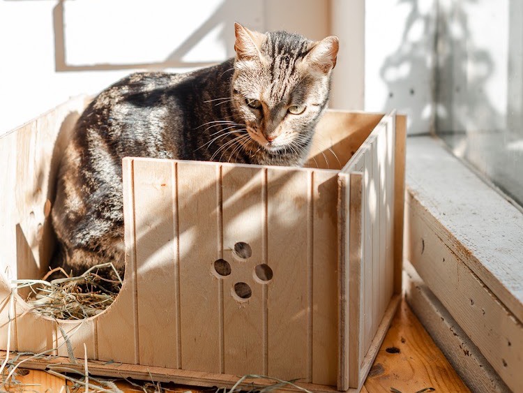 Vuoi adottare un gatto a Bari?