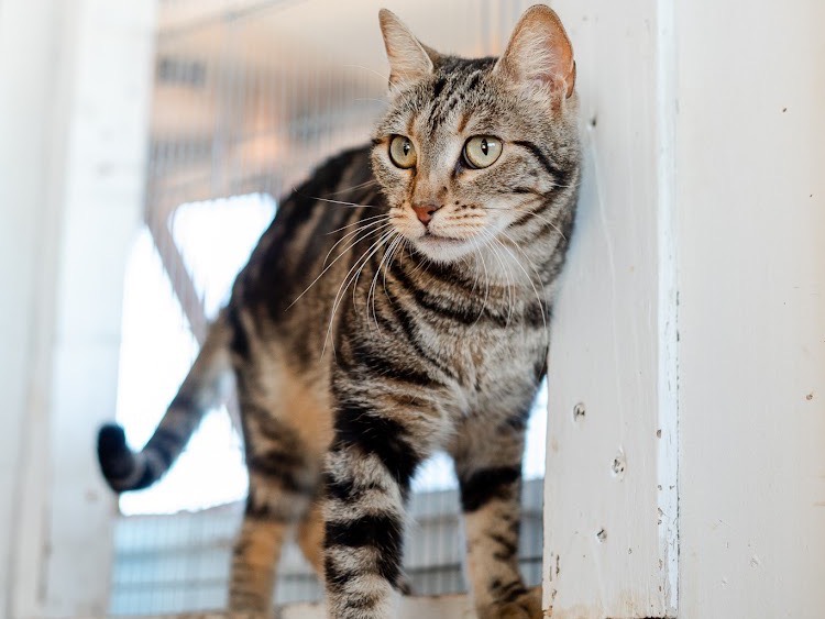 Adotta il gatto Sing a Bari