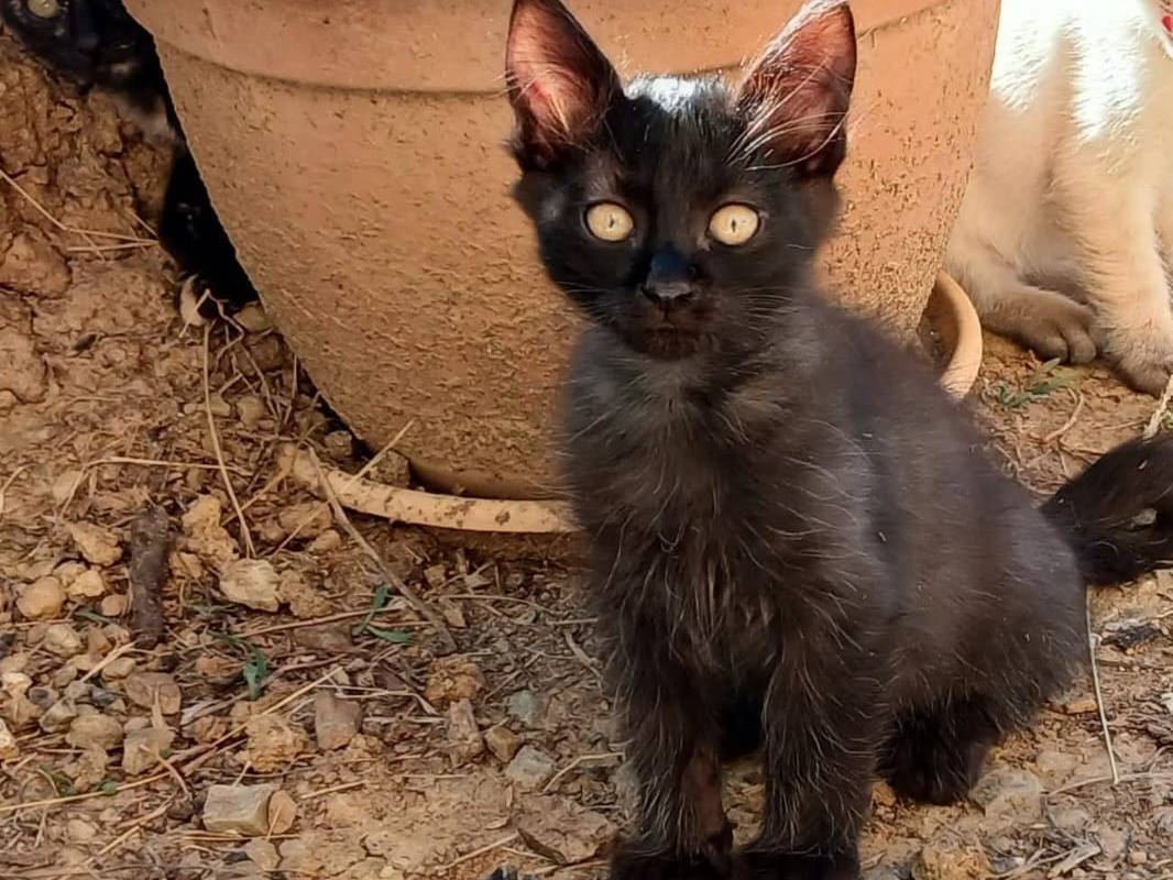 Adozione gatto, maschio, Razza sconosciuta Razza sconosciuta, 2 mesi, taglia non valida, Salerno