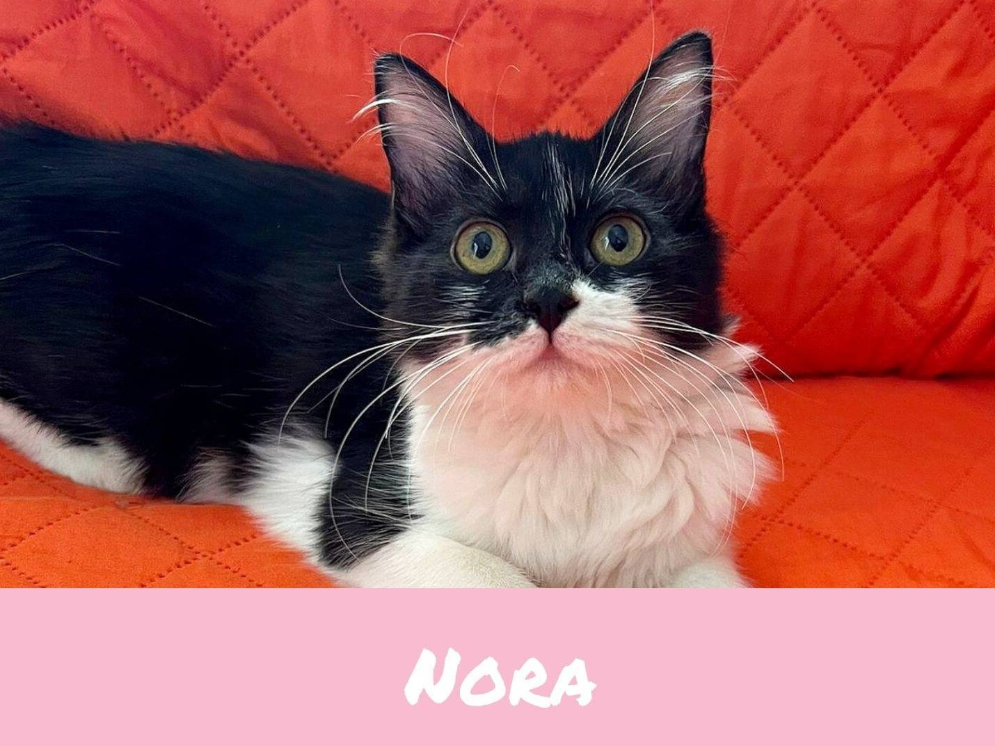 Adotta un gatto, maschio, 4 mesi, Catanzaro