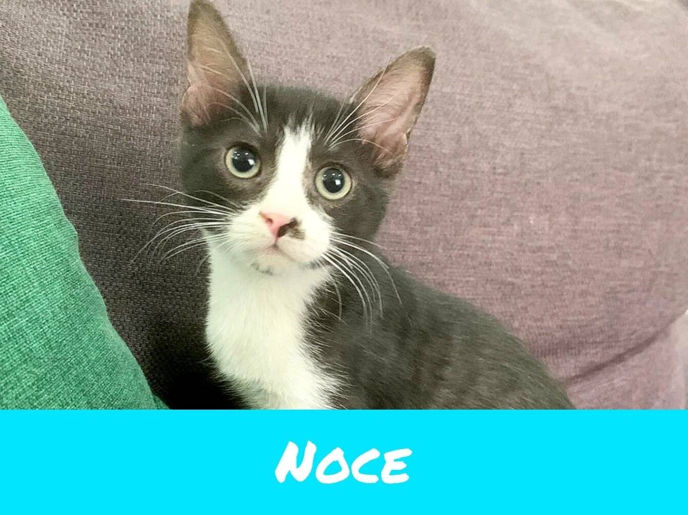 Adotta un gatto, taglia non valida, maschio, Catanzaro