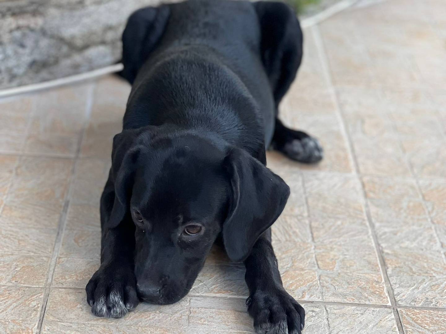 Adozione cane, femmina, Labrador Retriever Razza sconosciuta, 3 mesi, taglia piccola, Reggio