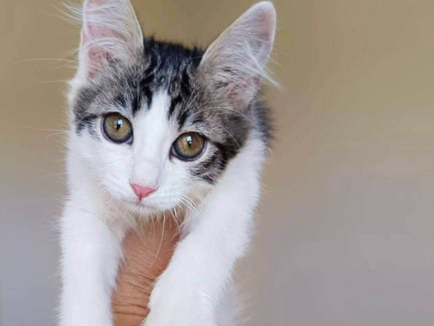 Adozione gatto, femmina, Razza sconosciuta Razza sconosciuta, 3 mesi, taglia non valida, Catanzaro