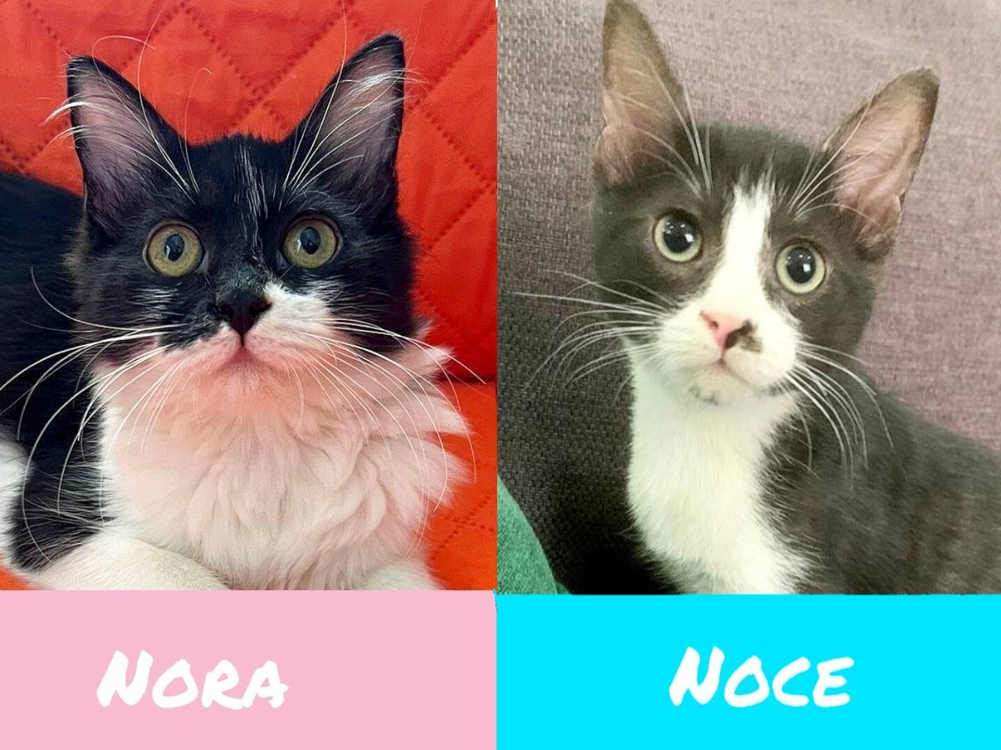 Adozione gatto, maschio, Razza sconosciuta Razza sconosciuta, 4 mesi, taglia non valida, Catanzaro