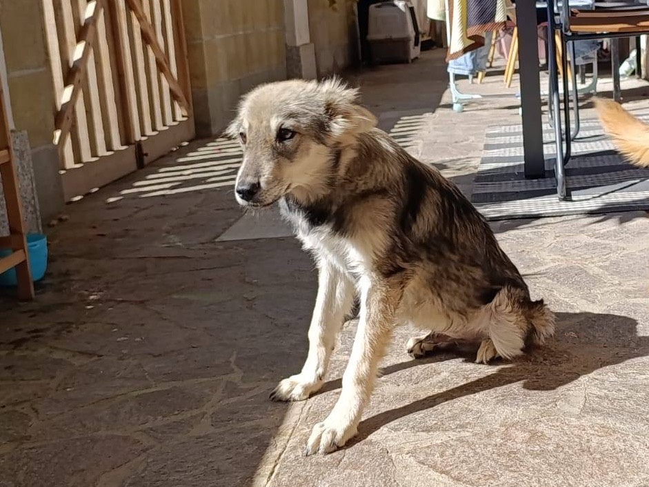 Adotta un cane, maschio, 6 mesi, Venezia