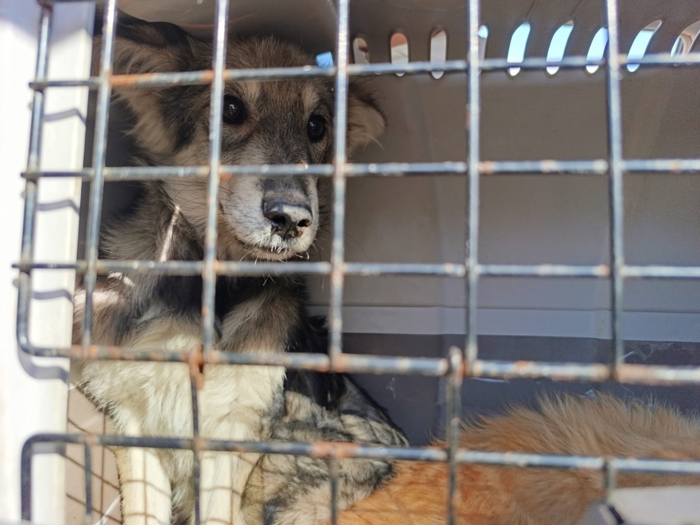 Adotta un cane, taglia media, maschio, Venezia