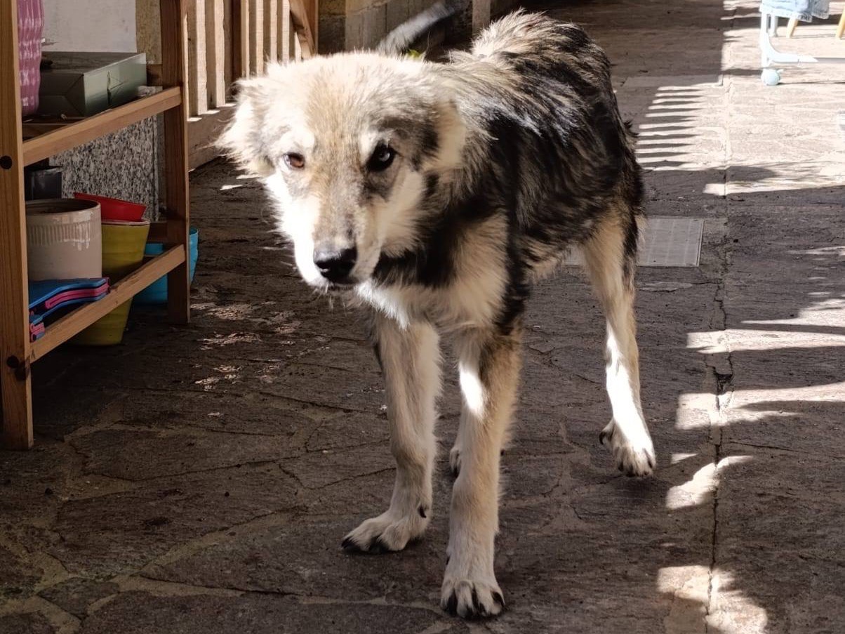 Vuoi adottare un cane a Venezia?