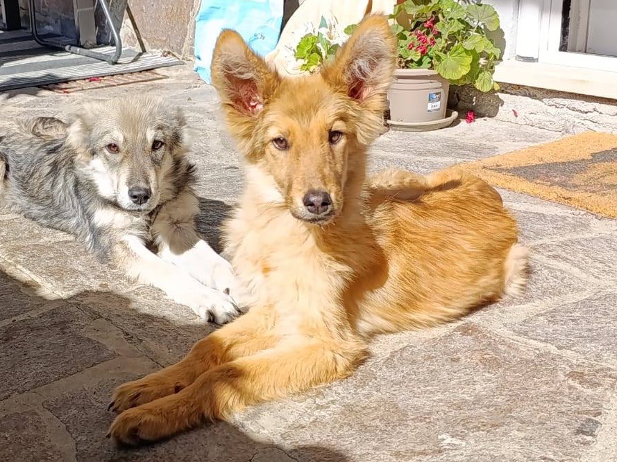 Adozione cane, maschio, Razza sconosciuta Razza sconosciuta, 6 mesi, taglia media, Como