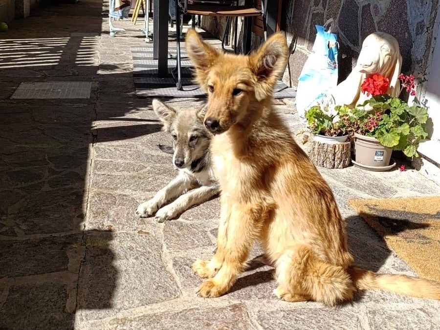 Adotta un cane, maschio, 6 mesi, Como