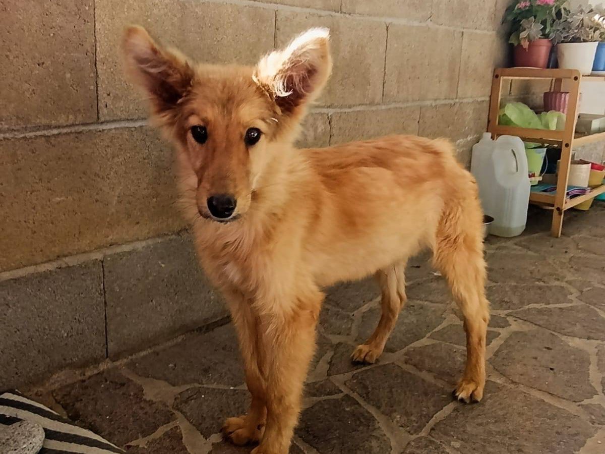 Adotta un cane, taglia media, maschio, Como