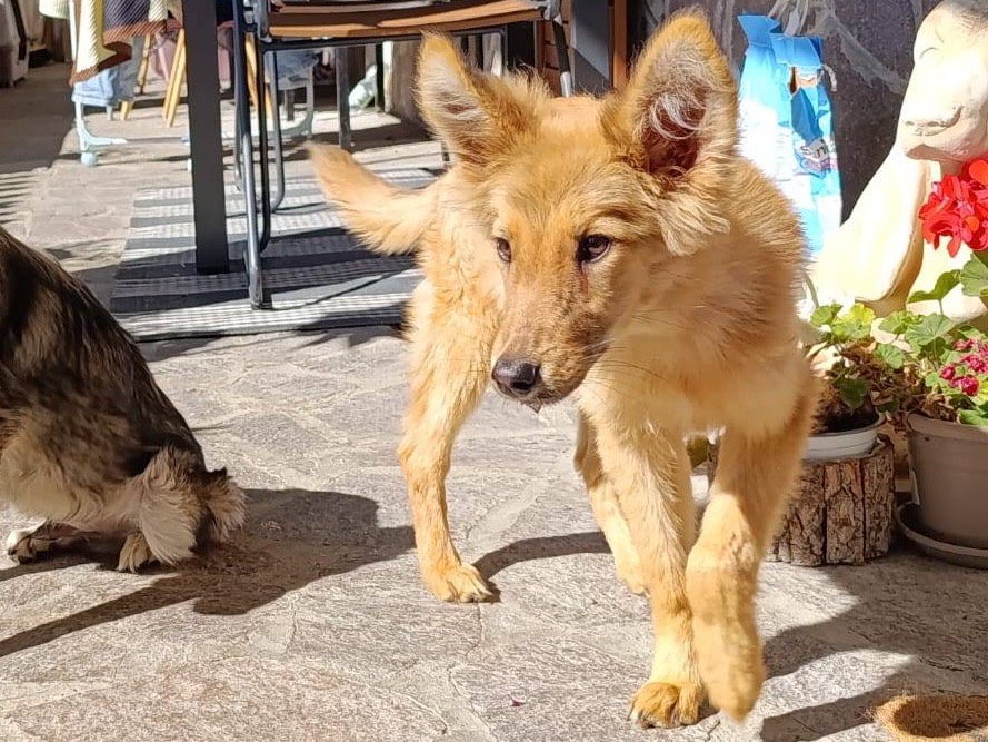 Vuoi adottare un cane a Como?