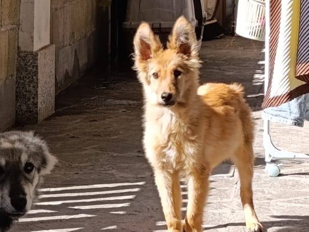 Adotta il cane Pedro a Como