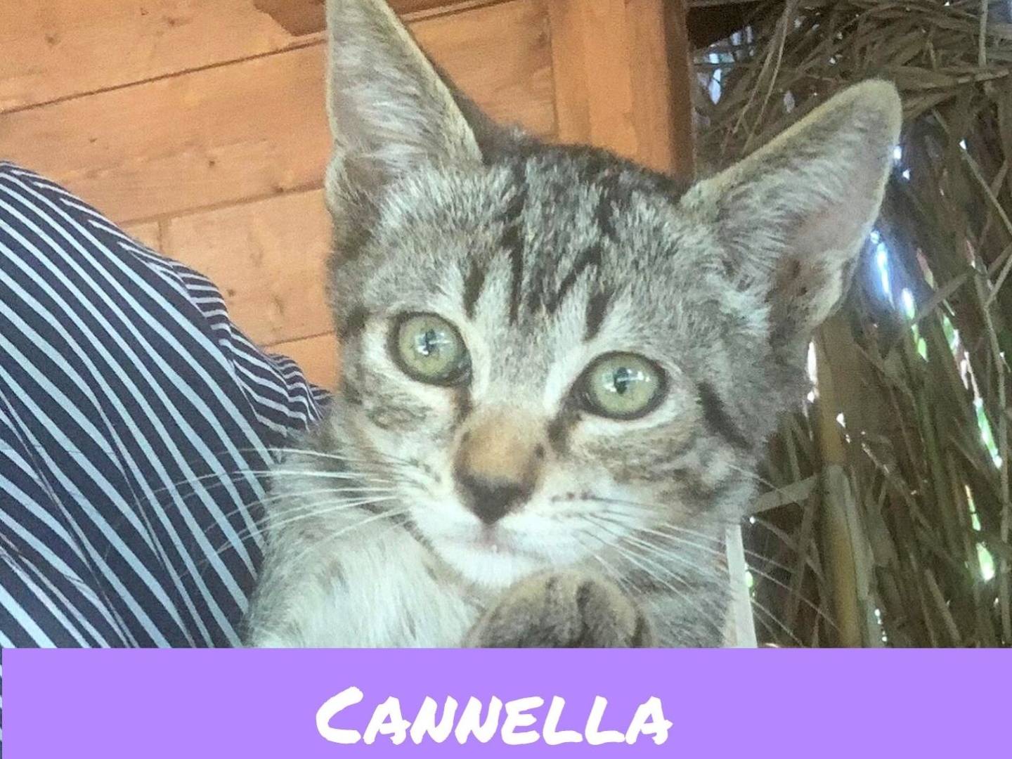 Adotta un gatto, femmina, 4 mesi, Catanzaro