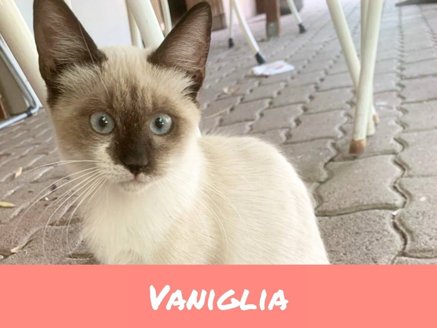 Adotta un gatto, taglia non valida, femmina, Catanzaro