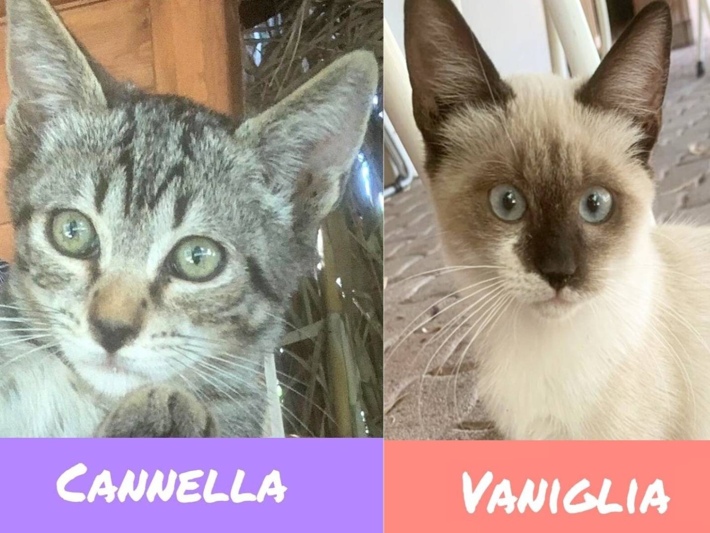 Adozione gatto, femmina, Razza sconosciuta Razza sconosciuta, 4 mesi, taglia non valida, Catanzaro