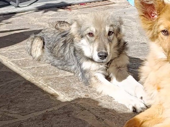 Adozione cane, maschio, Razza sconosciuta Razza sconosciuta, 6 mesi, taglia media, Venezia