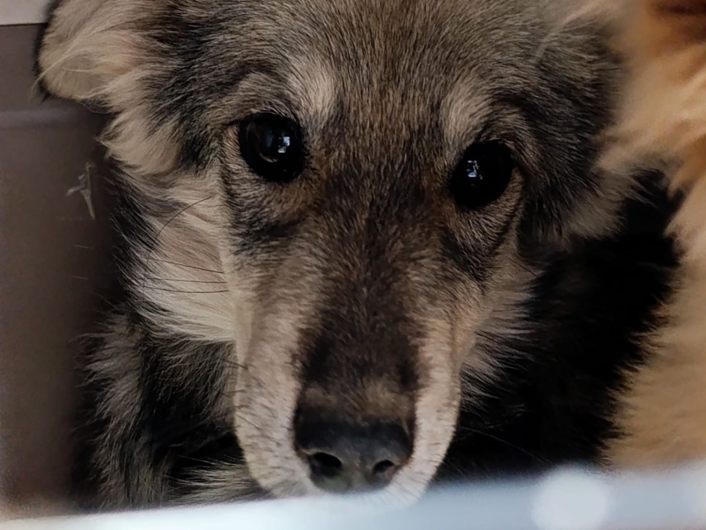 Adotta il cane Dalì a Venezia