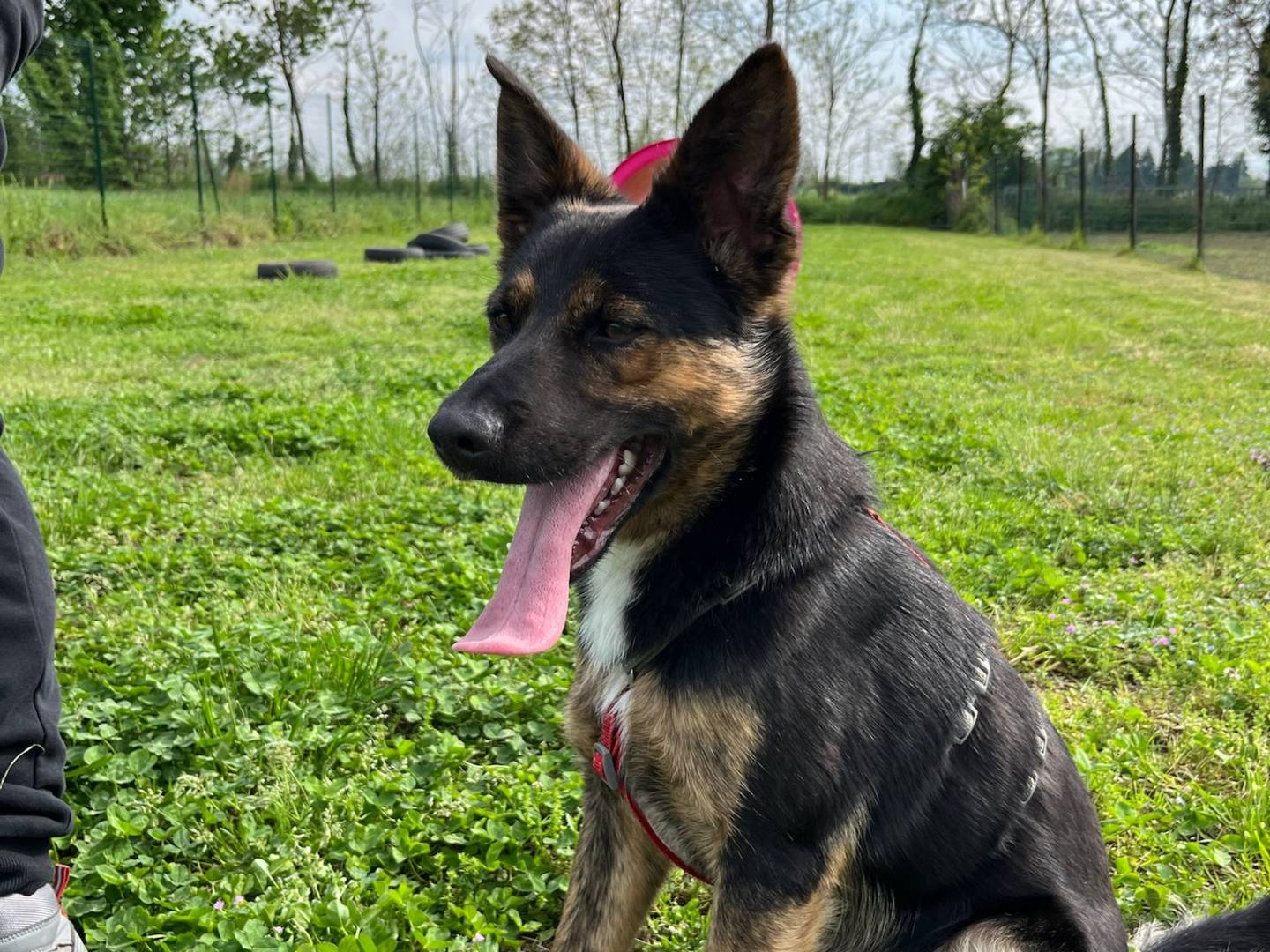 Adozione cane, maschio, Razza sconosciuta Razza sconosciuta, 1 anno e 6 mesi, taglia piccola, Milano