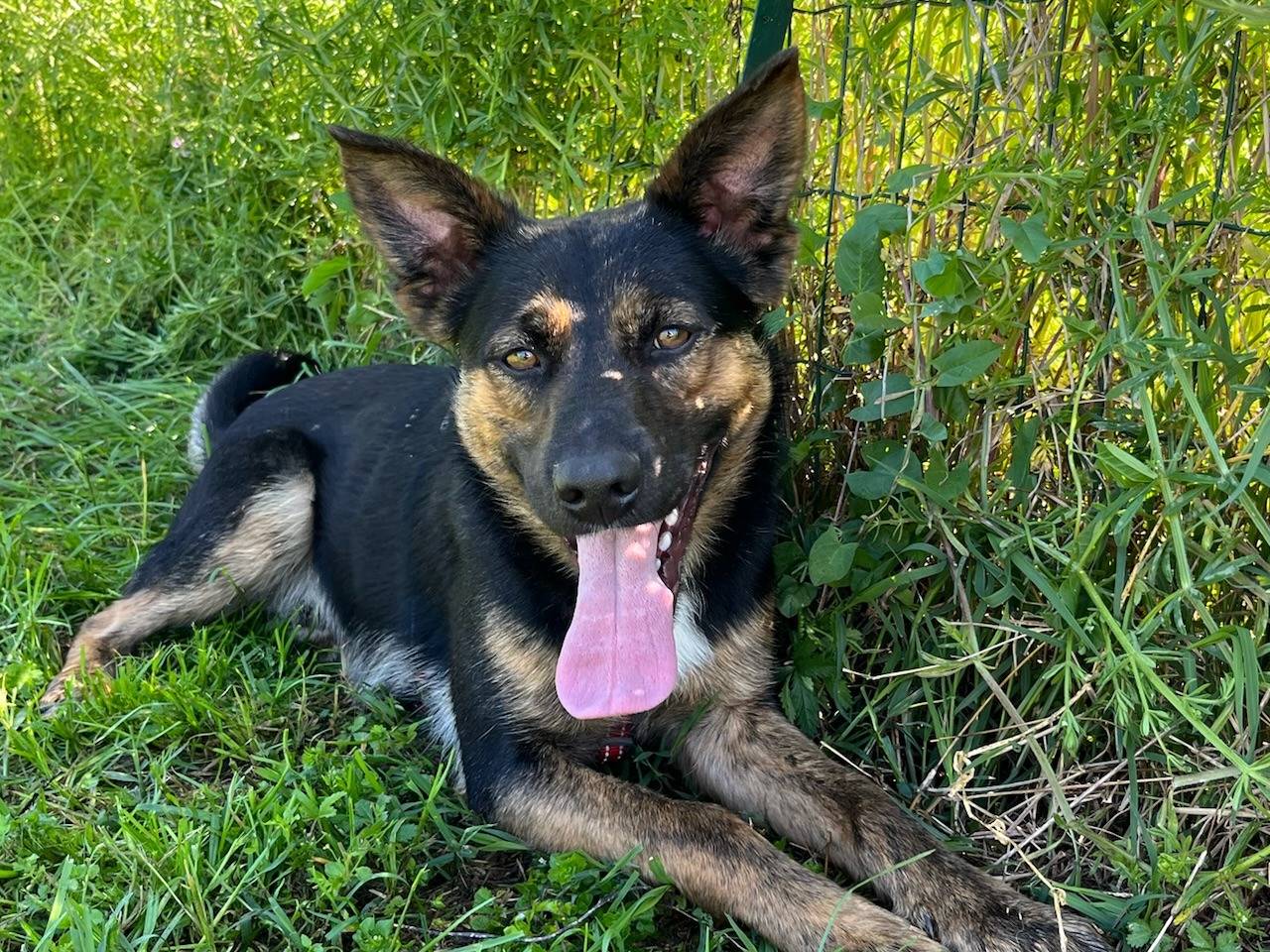 Adotta un cane, taglia piccola, maschio, Milano
