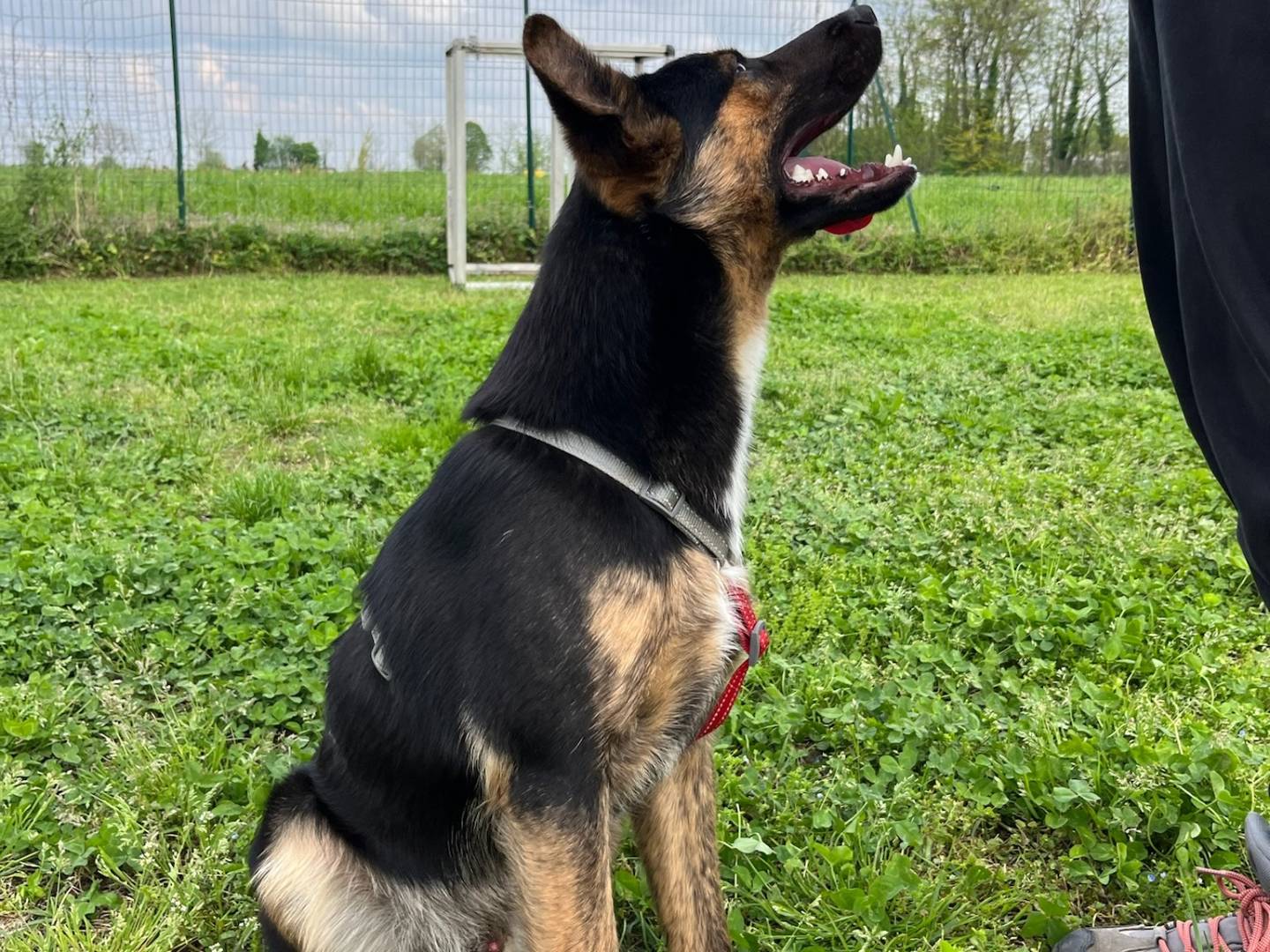 Vuoi adottare un cane a Milano?