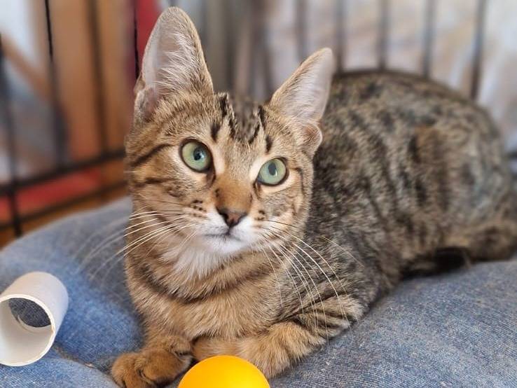 Adozione gatto, maschio, Razza sconosciuta Razza sconosciuta, 1 mesi, taglia non valida, Milano