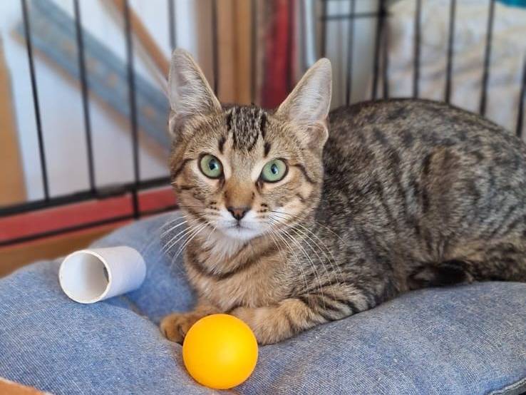 Adotta un gatto, maschio, 1 mesi, Milano