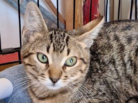 Adotta un gatto, taglia non valida, maschio, Milano