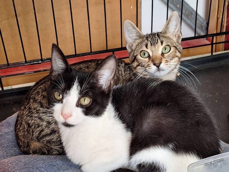 Adotta il gatto Lilio e Stich a Milano