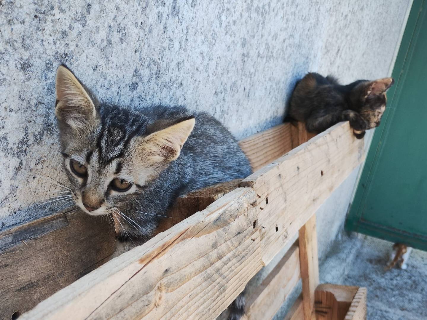 Adozione gatto, maschio, Razza sconosciuta Razza sconosciuta, 4 mesi, taglia non valida, Monza