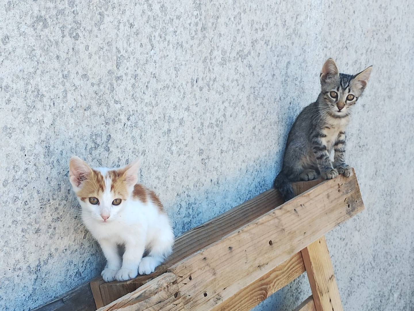 Adotta un gatto, maschio, 4 mesi, Monza