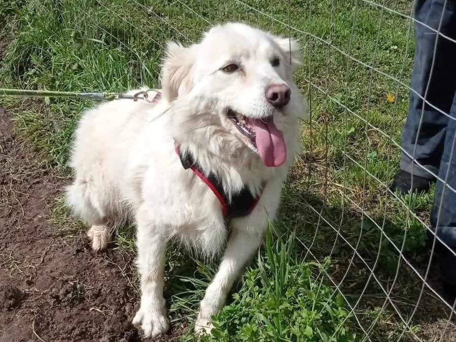 Adozione cane, maschio, Pastore maremmano Razza sconosciuta, 7 anni e 7 mesi, taglia grande, Viterbo