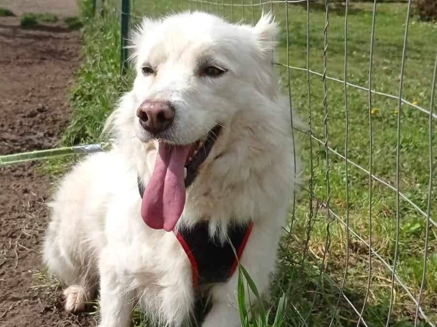 Adotta un cane, maschio, 7 anni e 7 mesi, Viterbo